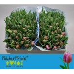 Tulp do Katinka