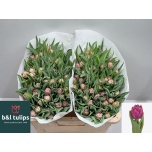 Tulp do Kosada