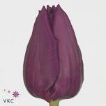 Tulp si Laptop