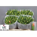 Tulp si Leen van der Mark