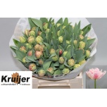 Tulp do Libretto Double
