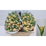 Tulp pa Libretto Parrot