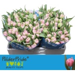 Tulp do Maitresse