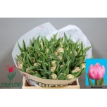 Tulp do Maitresse