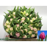 Tulp do Maitresse