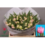 Tulp do Maitresse