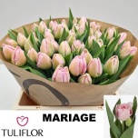 Tulp do Mariage