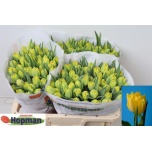 Tulp do Marie Jo