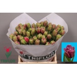 Tulp fr Mascotte