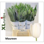 Tulp fre Maureen