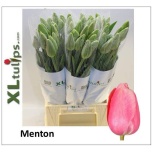 Tulp fre Menton
