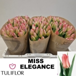 Tulp Miss Elegance