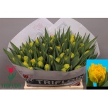 Tulp fr Mon Amour