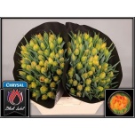 Tulp do Monte Orange