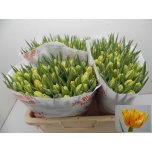 Tulp Monsella