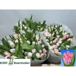 Tulp fr Neglige