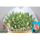Tulp fr Neglige