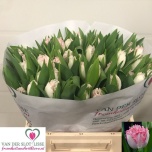 Tulp fr Neglige