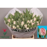 Tulp fr Neglige
