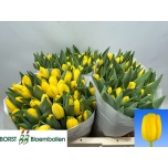 Tulp si Novi Sun