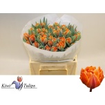 Tulp do Orange Princess