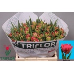 Tulp do Palermo