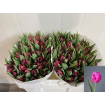 Tulp pa Parrot Prince