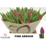 Tulp si Pink Ardour