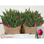 Tulp si Pink Ardour