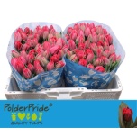 Tulp do Pink Foxtrot