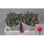 Tulp si Pretty Princess