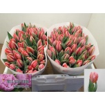 Tulp Pretty Princess