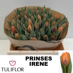 Tulp Prinses Irene