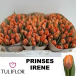Tulp si Princess Irene