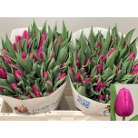 Tulp si Purple Prince