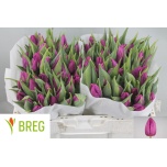 Tulp si Purple Prince
