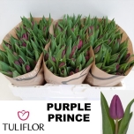 Tulp Purple Prince