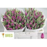 Tulp si Purple Prince
