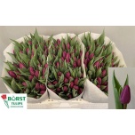 Tulp si Purple Prince