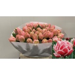 Tulp fr Queensland