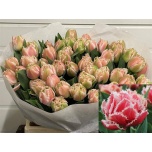 Tulp fr Queensland