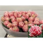Tulp fr Queensland