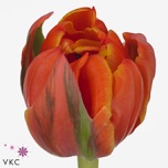 Tulp do Queensday