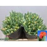 Tulp do Queensday