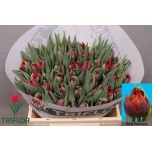 Tulp do Red Princess