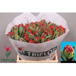 Tulp do Rococo Double