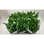 Tulp si Royal Virgin