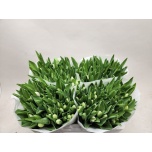 Tulp si Royal Virgin