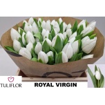 Tulp si Royal Virgin