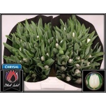 Tulp si Royal Virgin